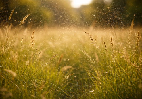 Pollen forecast and hay fever alerts for the Netherlands (Buienradar)