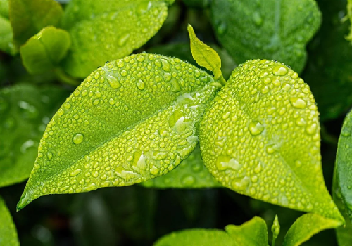 Remidt (Waste management)