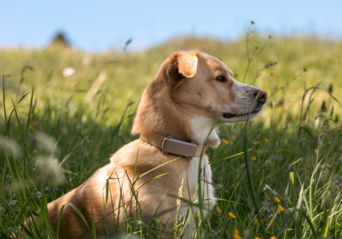 Your pet’s location and health, always in view.