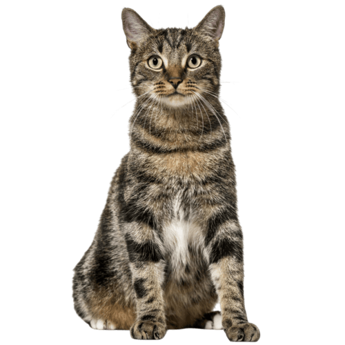 Pet Information