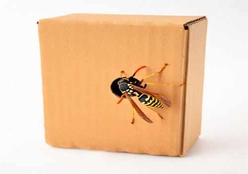 Wasp in a Box